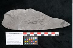 Foto (Objekt + Etikett) von Neuropteris sp.  (NHMW-GEO-2024-0188-10705)